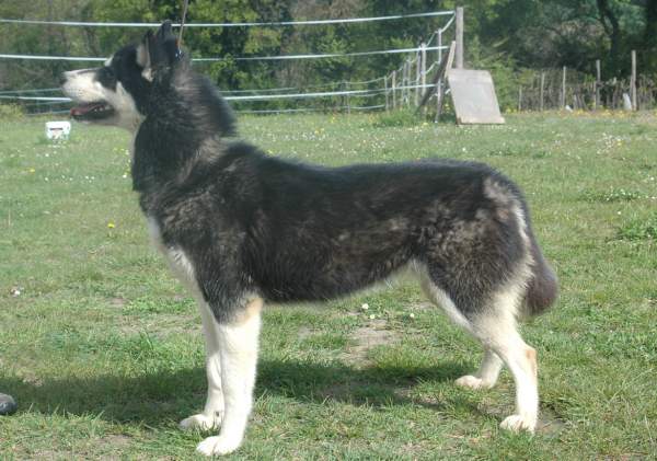 Magic Wolf Finnmark (dite chipie)