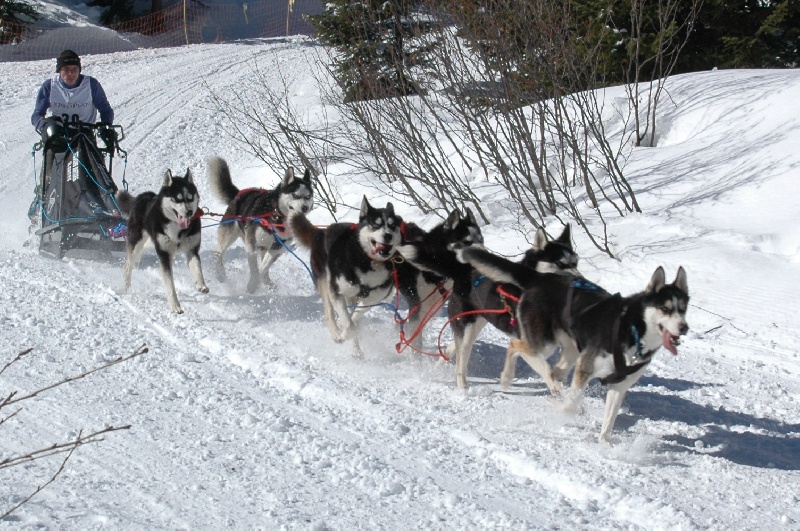 Magic Wolf Alaska 1