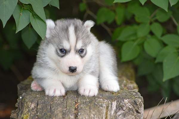 Magic Wolf Nanouk (grise)