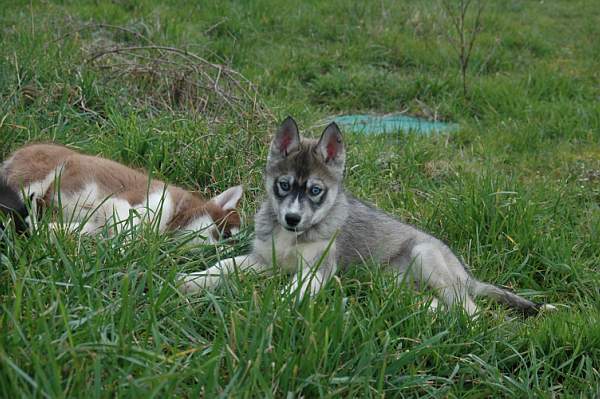 Magic Wolf Hypnotic blue eyes dit halcatraz