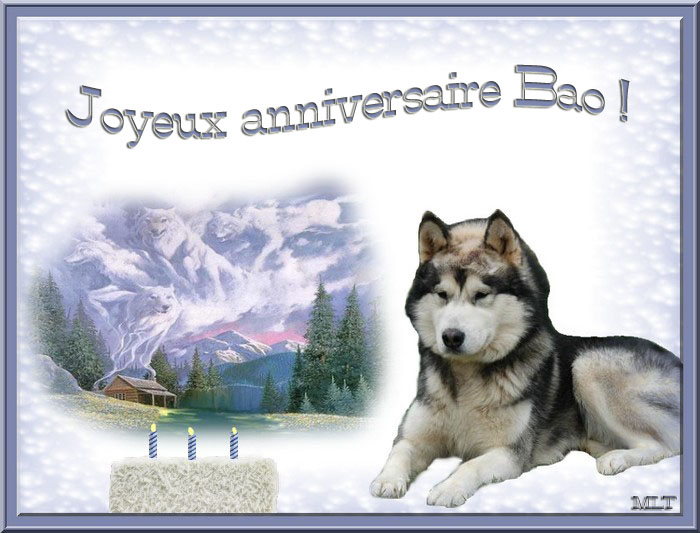Photo Elevage Magic Wolf Eleveur De Chiens Alaskan Malamute