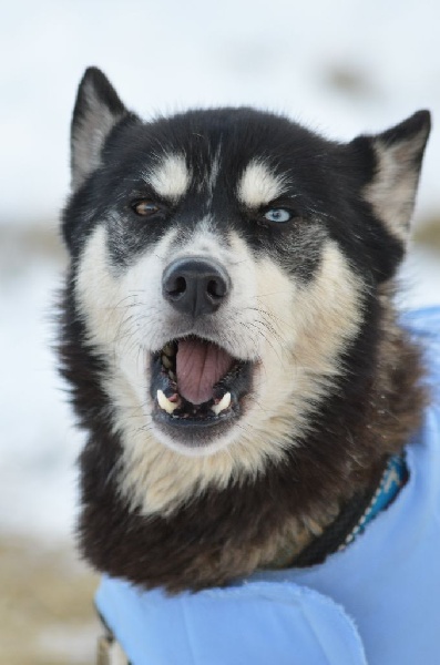 Magic Wolf Finnmark (dite chipie)