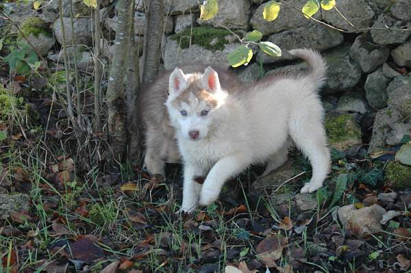 Magic Wolf Guess