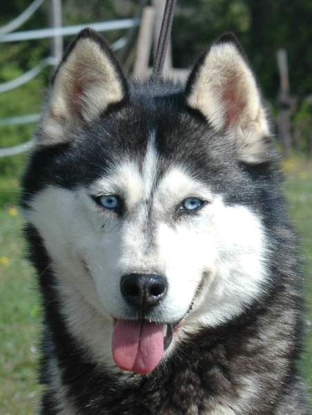 Magic Wolf Coyotte girl