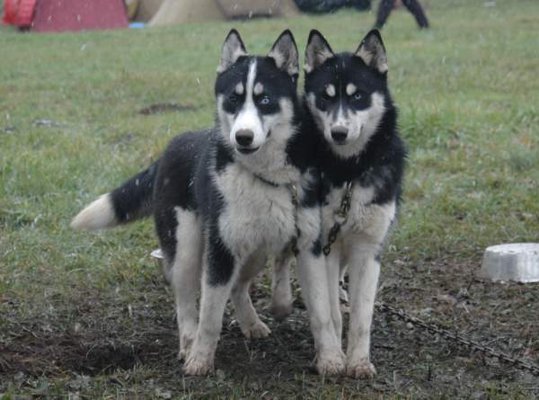 Magic Wolf Finnmark (dite chipie)