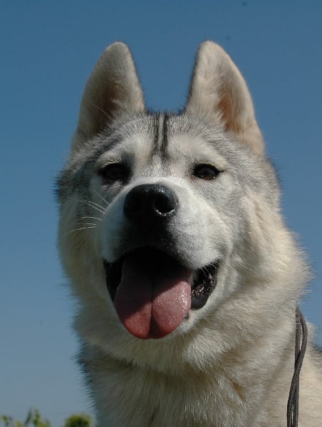 Publication : Magic Wolf Auteur : Magic Wolf, Fusion 19 mois