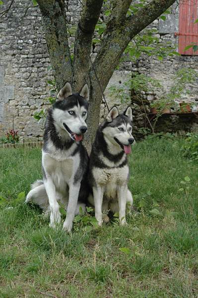 Magic Wolf Coyotte girl