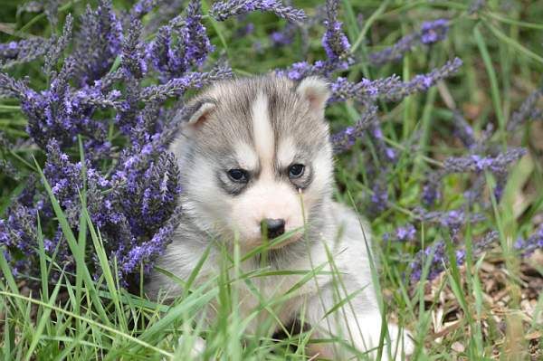 Magic Wolf Nanouk (grise)