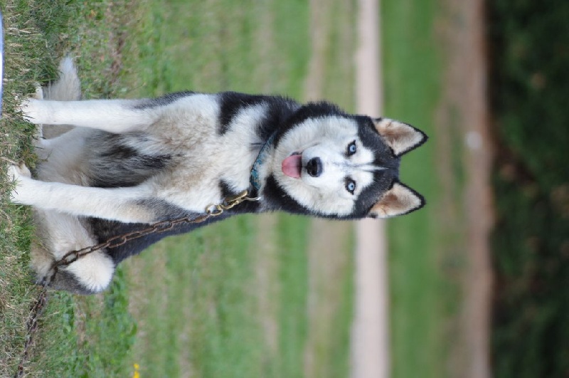 Magic Wolf J'suis trop belle dite j'allucine