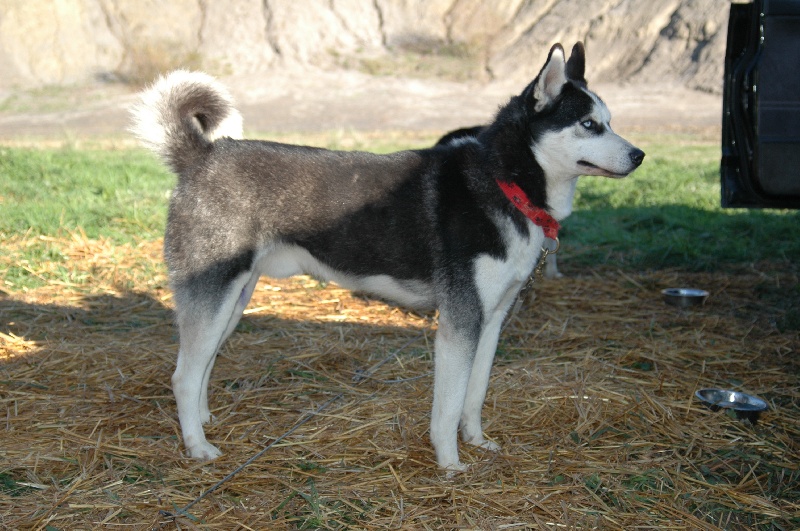 Magic Wolf Alaska 1