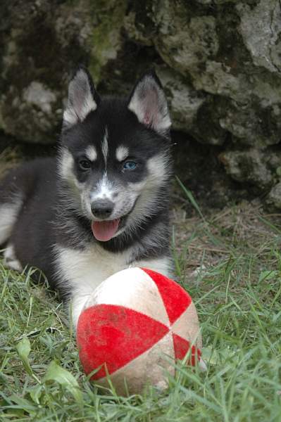 Magic Wolf Finnmark (dite chipie)