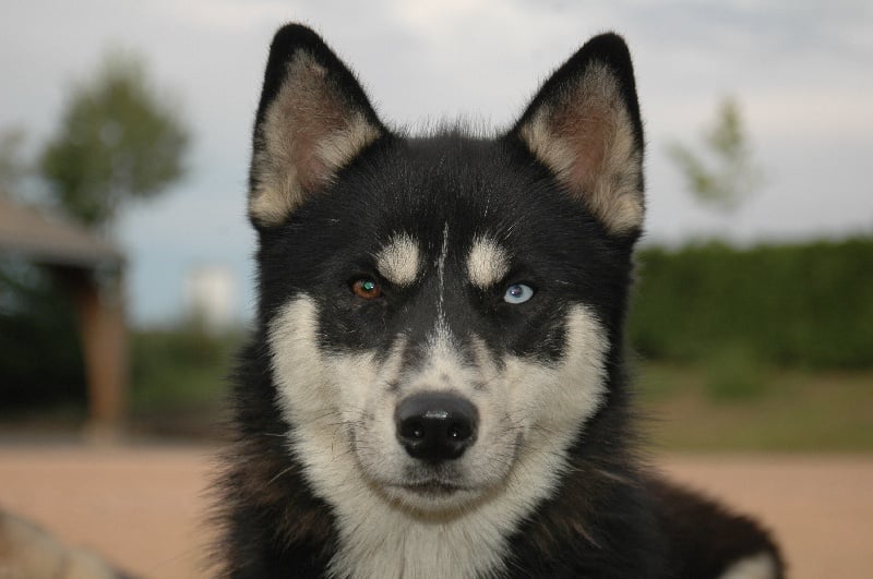 Magic Wolf Finnmark (dite chipie)