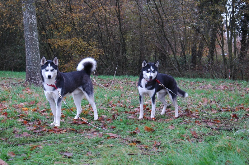 Magic Wolf Alaska 1