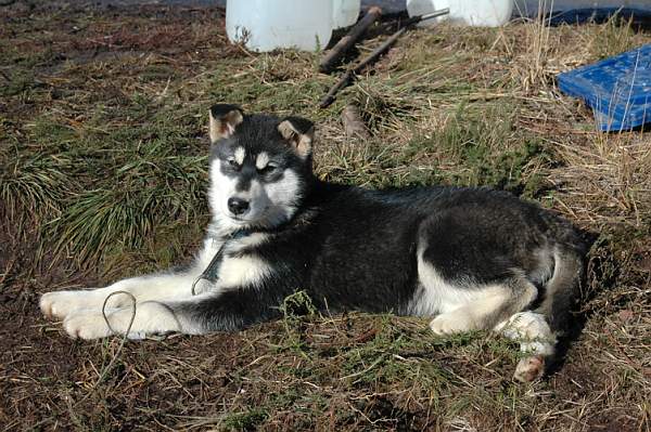 Magic Wolf Himalaya (rose)