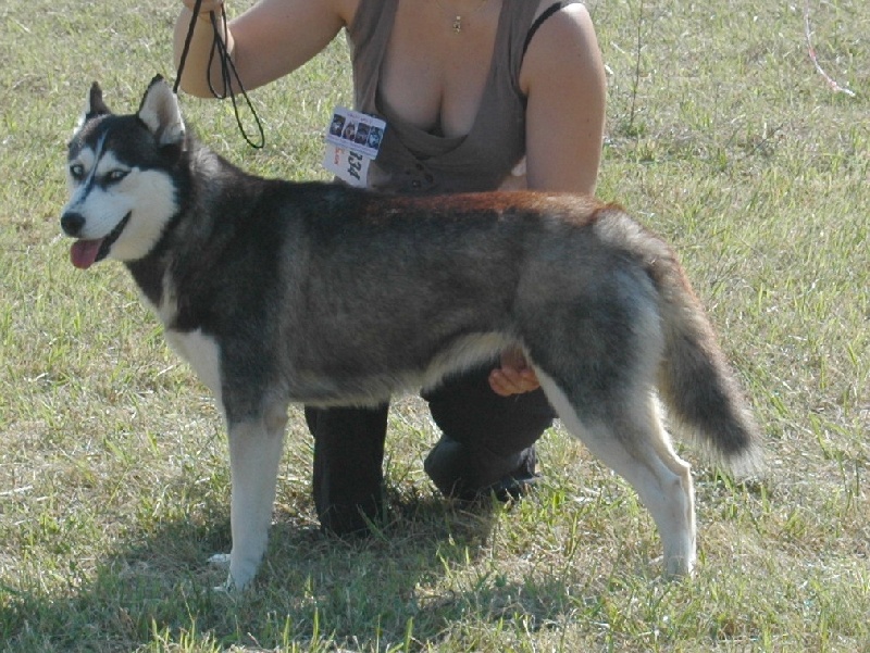 Magic Wolf Coyotte girl