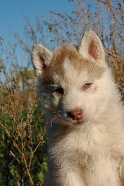 Magic Wolf Guess