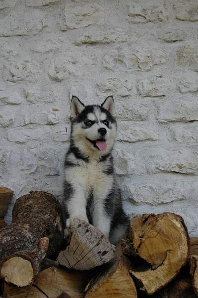 Magic Wolf J'suis trop belle dite j'allucine