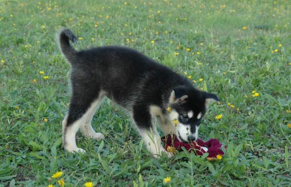 Magic Wolf Himalaya (rose)