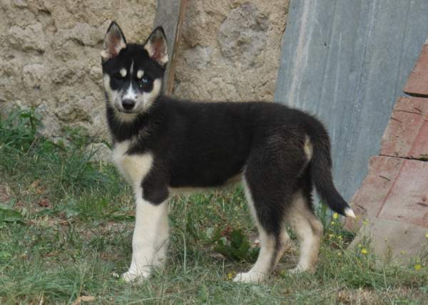 Magic Wolf Finnmark (dite chipie)