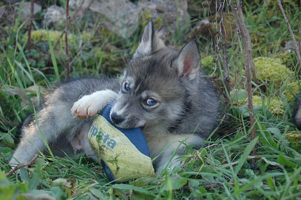 Magic Wolf Hypnotic blue eyes dit halcatraz