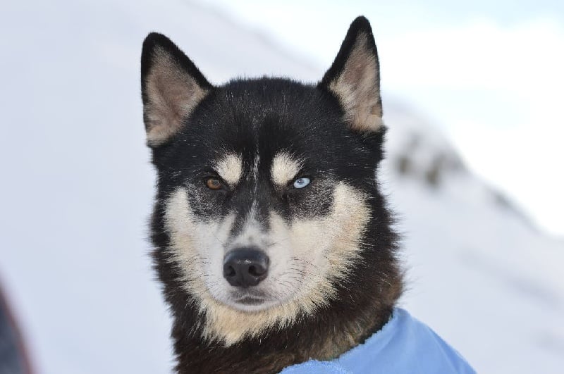 Magic Wolf Finnmark (dite chipie)