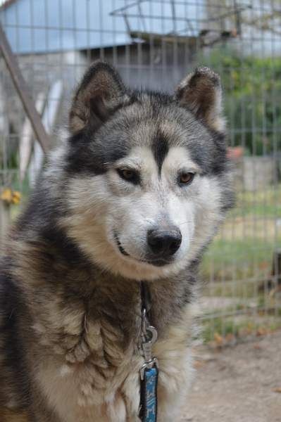 Houmiack of Red Eyes Woolf Shadow