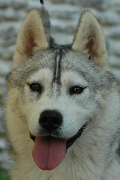 Publication : Magic Wolf Auteur : Magic Wolf, Fusion 19 mois