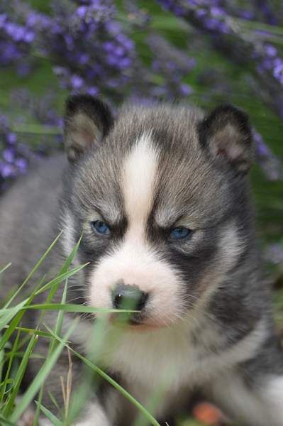 Magic Wolf Nebraska dit nounou