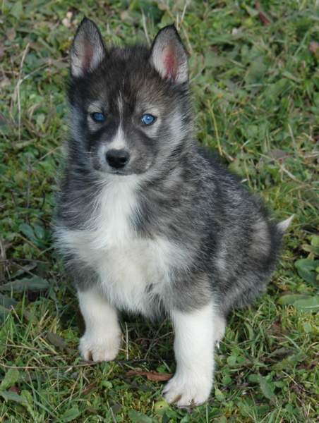 Magic Wolf Hypnotic blue eyes dit halcatraz