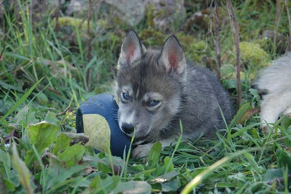 Magic Wolf Hypnotic blue eyes dit halcatraz