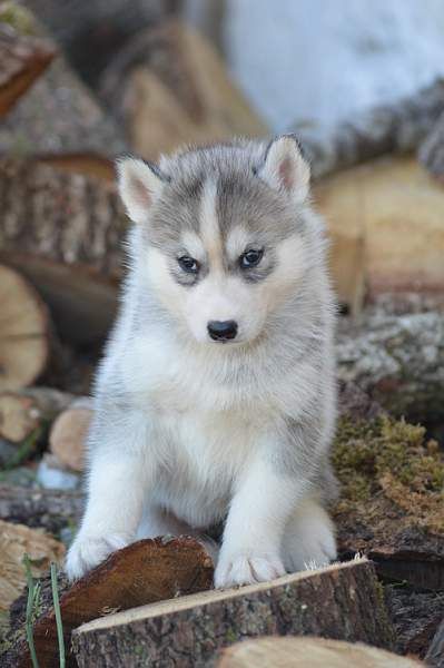 Magic Wolf Nanouk (grise)