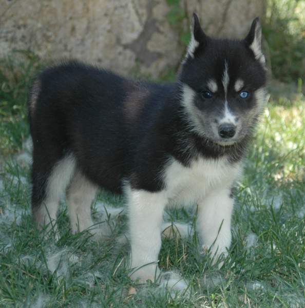 Magic Wolf Finnmark (dite chipie)