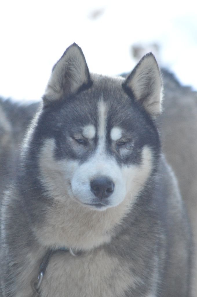 Magic Wolf Nebraska dit nounou