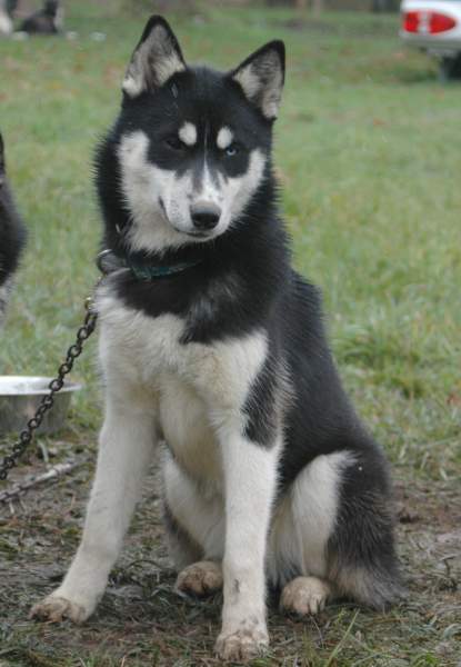 Magic Wolf Finnmark (dite chipie)