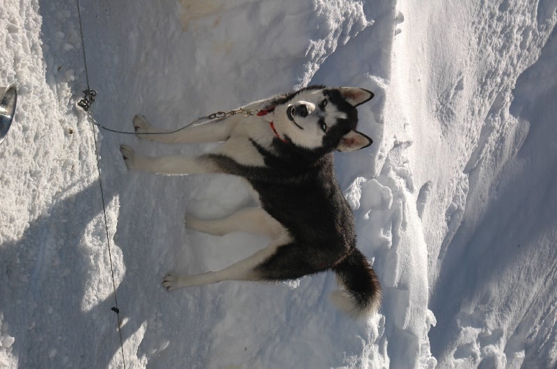 Magic Wolf Alaska 1