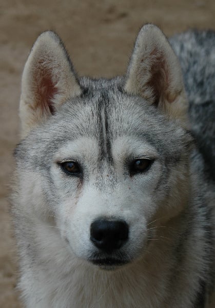 Publication : Magic Wolf Auteur : Magic Wolf, Fusion 19 mois