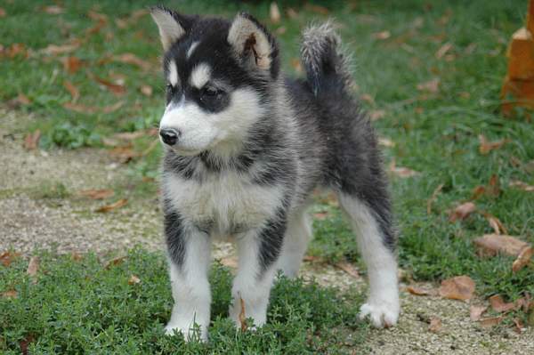 Magic Wolf Demon of the black diamond (dite demon)
