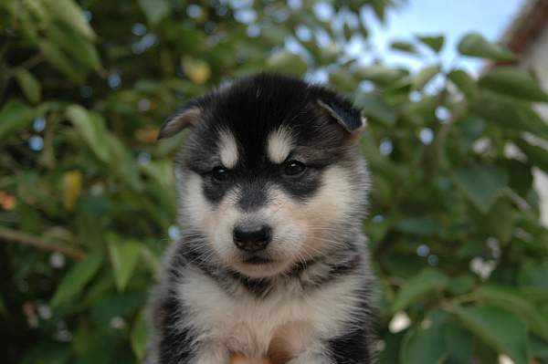 Magic Wolf Himalaya (rose)