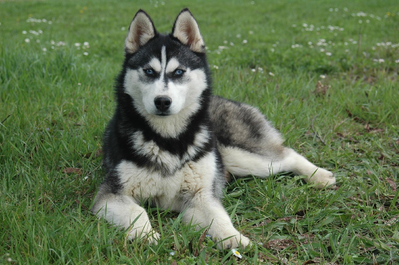 Magic Wolf Coyotte girl