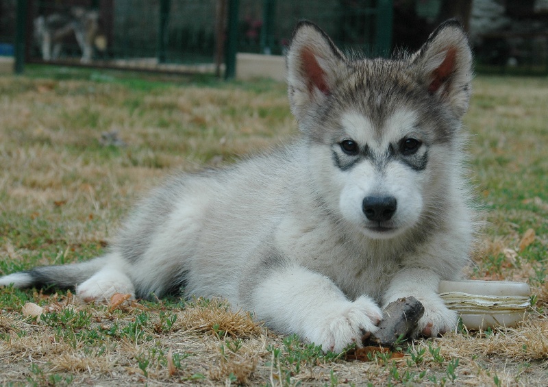 Houmiack of Red Eyes Woolf Shadow