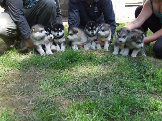 Houmiack of Red Eyes Woolf Shadow