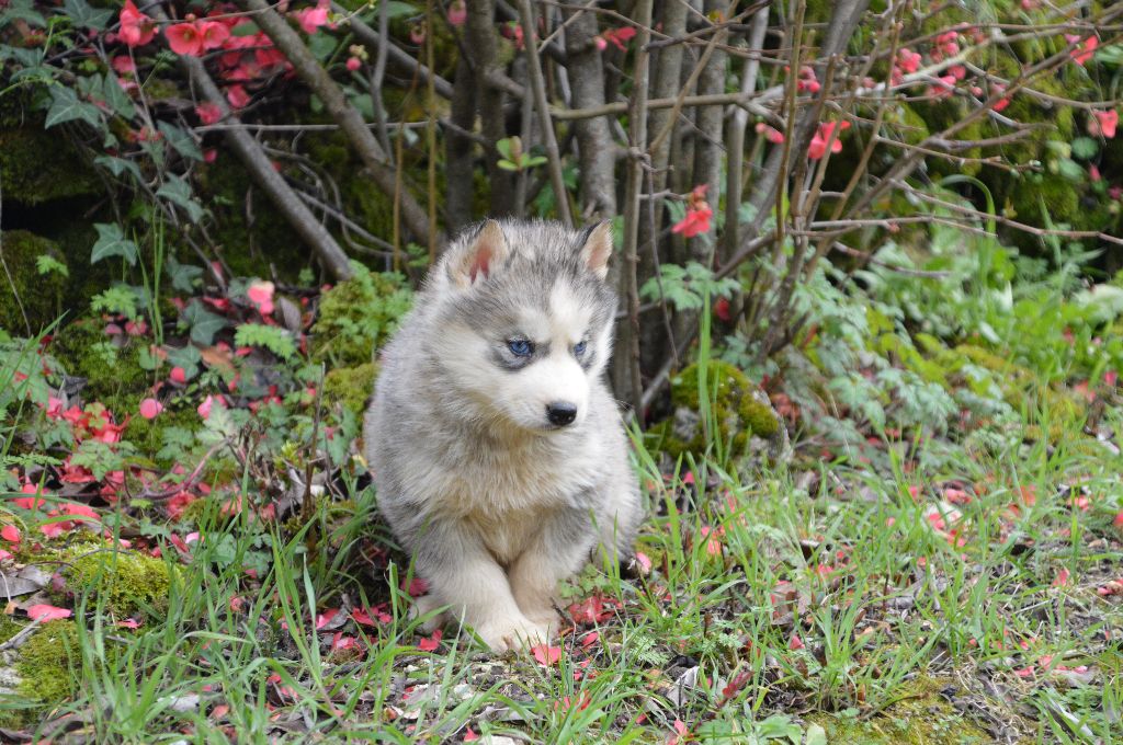 Magic Wolf Ruby