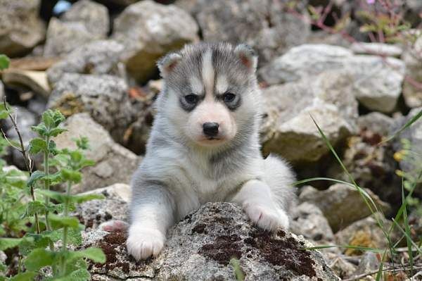 Magic Wolf Nanouk (grise)