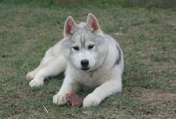 Publication : Magic Wolf Auteur : Magic Wolf, Fusion 19 mois