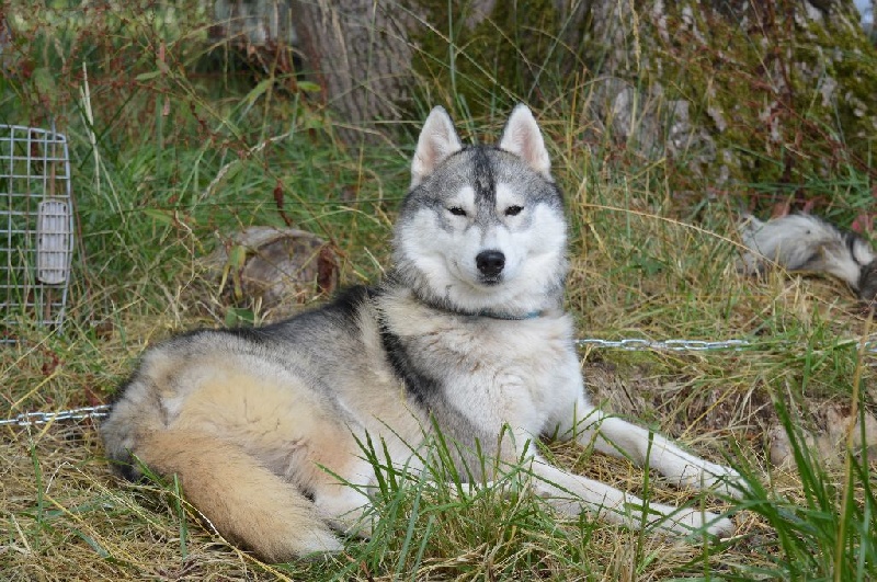 Magic Wolf Jade