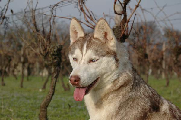 Magic Wolf Guess