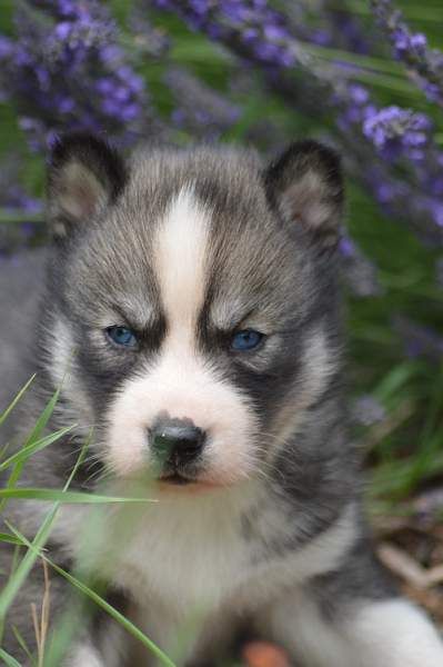 Magic Wolf Nebraska dit nounou