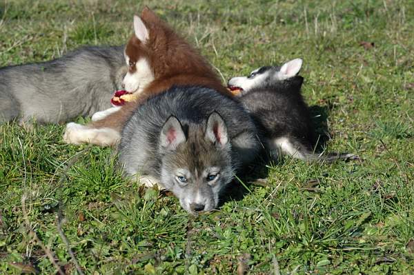 Magic Wolf Hypnotic blue eyes dit halcatraz
