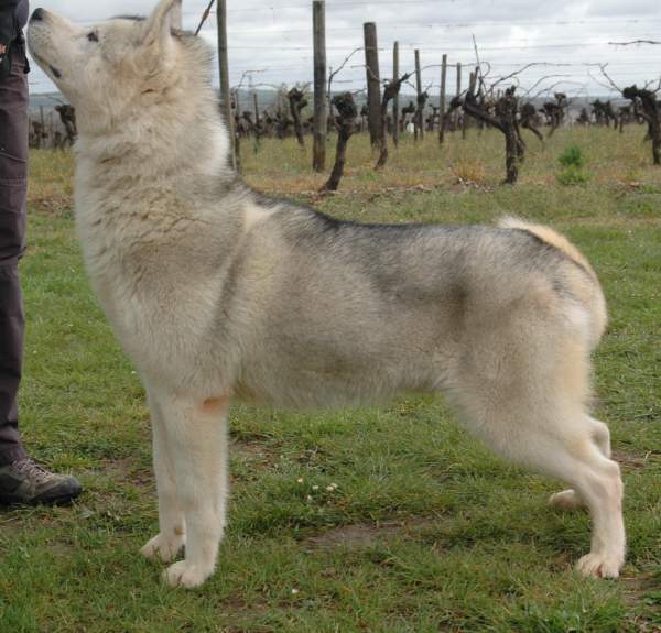 Publication : Magic Wolf Auteur : Magic Wolf, Fusion 19 mois