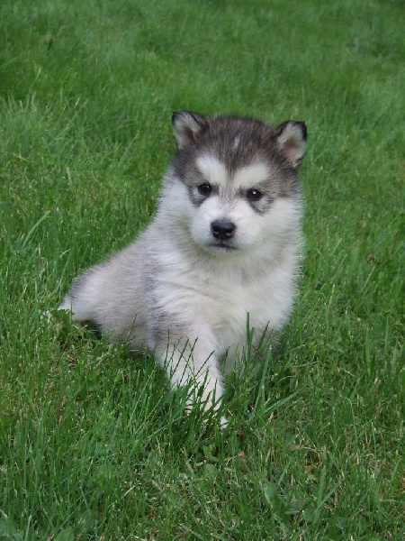Houmiack of Red Eyes Woolf Shadow